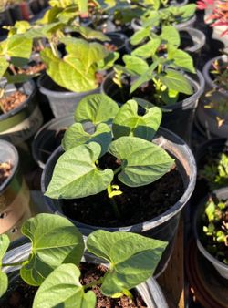 Blue Lake Pole Bean Plants