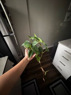 Pothos in leca