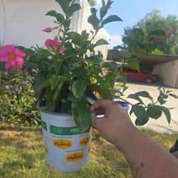 Mandevilla plants