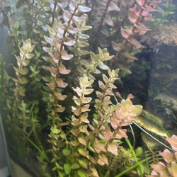 Rotala rotundifolia And Rotala Wallichii 