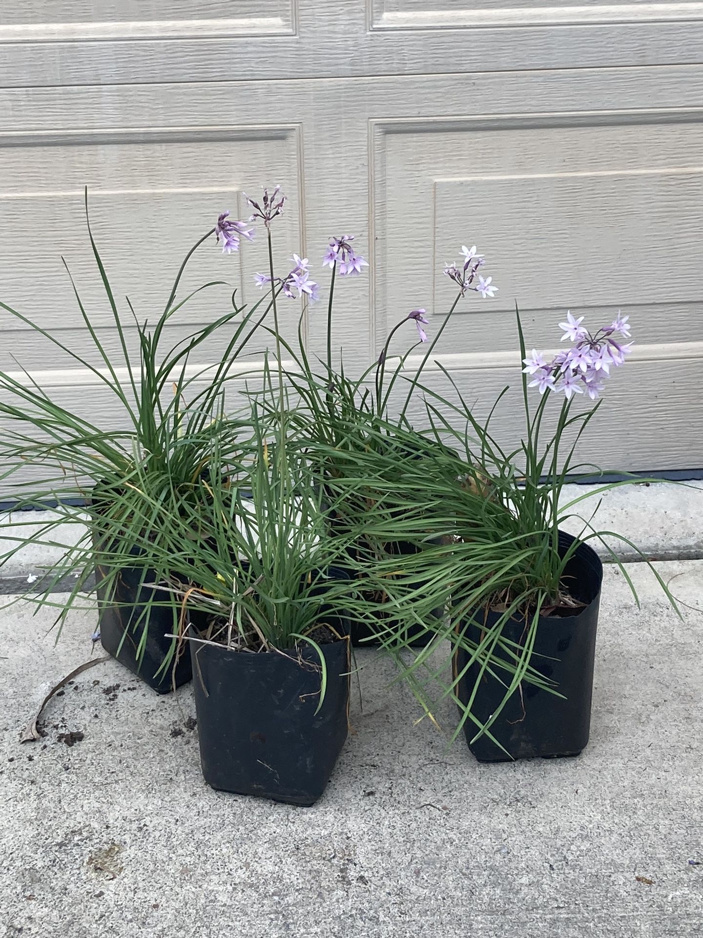 4 POTS Purple Flower Society Garlic Plants 