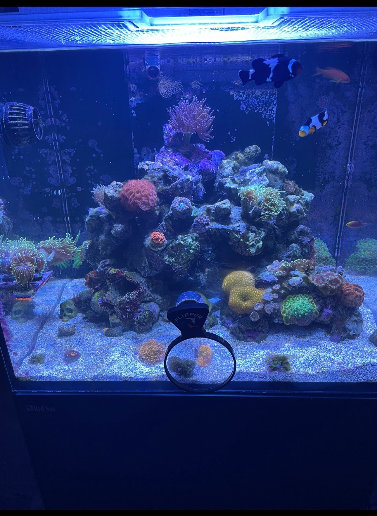 Red Sea Reefer 170 34 Gallons Fish Tank