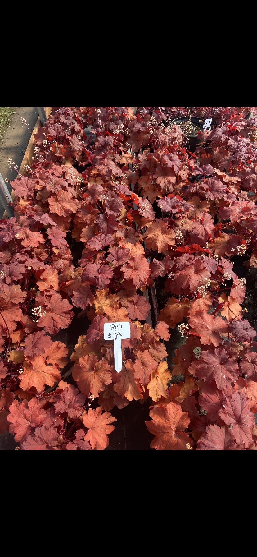 Lavender Plants Trees Succulents 