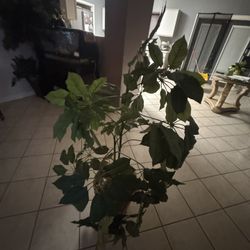 Decorative Fake House Plant