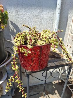 Colorful Succulent in a decorative rectangular pot