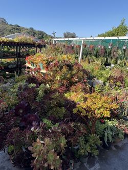 Asstd Plants