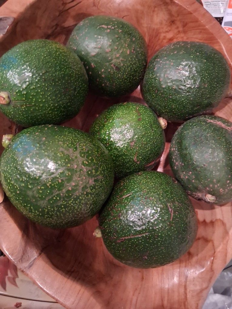 Large Avocados