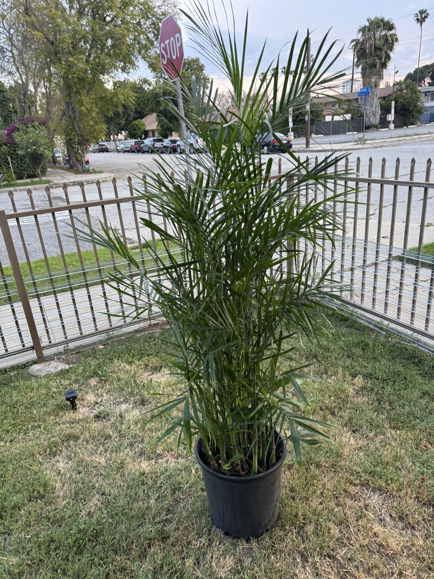 Bamboo Palm