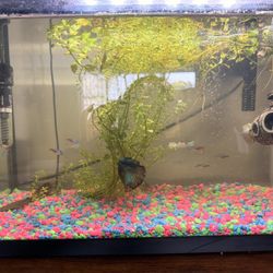 Fish tank READ DESCRIPTION