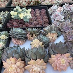 Different Varieties Of Import Plants Starting Price $8