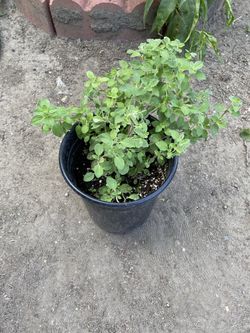 Oregano