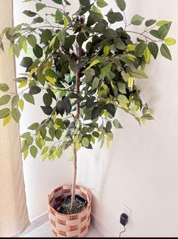 Decoration plant 🪴