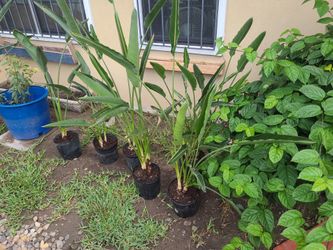Orange Bird Of Paradise Plants