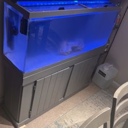 Fish Tank And Supplies