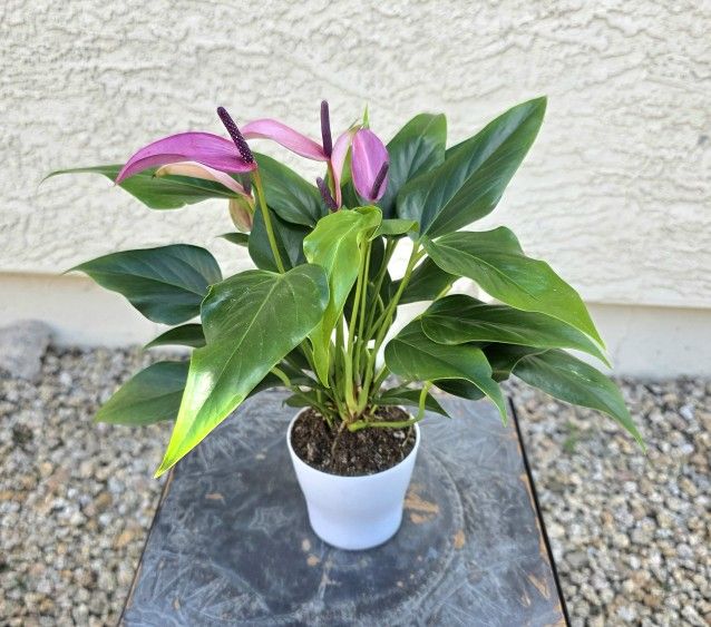 Anthurium Hybrid Plant #2