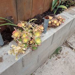 Succulent 
