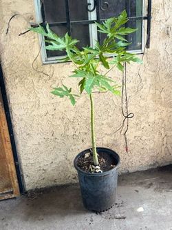 Papaya plant.  Planta