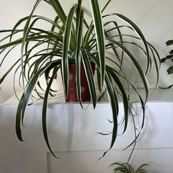 Spider Plant