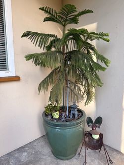 Large Norfolk Island Pine in Green Ceramic Pot