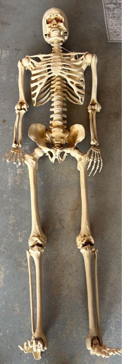 Full Size Halloween Skeleton Decoration