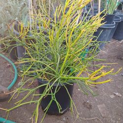 Pencil Euphorbia Plant, Candlestick Variety Also