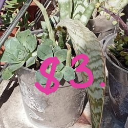 Succulents $3