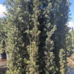 Podocarpus Over 8 Feet Tall Privacy Isolate Your Home From Noisy Neighbors 