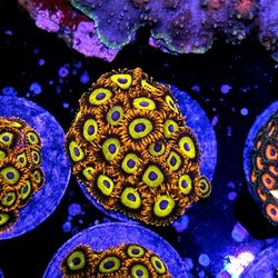 Fruit Loop Zoa Colony 🪸
