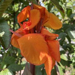 Beautiful Canna Lily Flower Plant Pot❤️ Hoa Huệ Tây Đỏ❤️