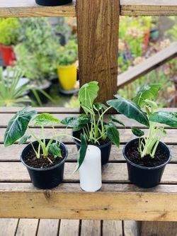 Price is each—Live indoor Alocasia Frydek plant in a plastic planter pot—firm price