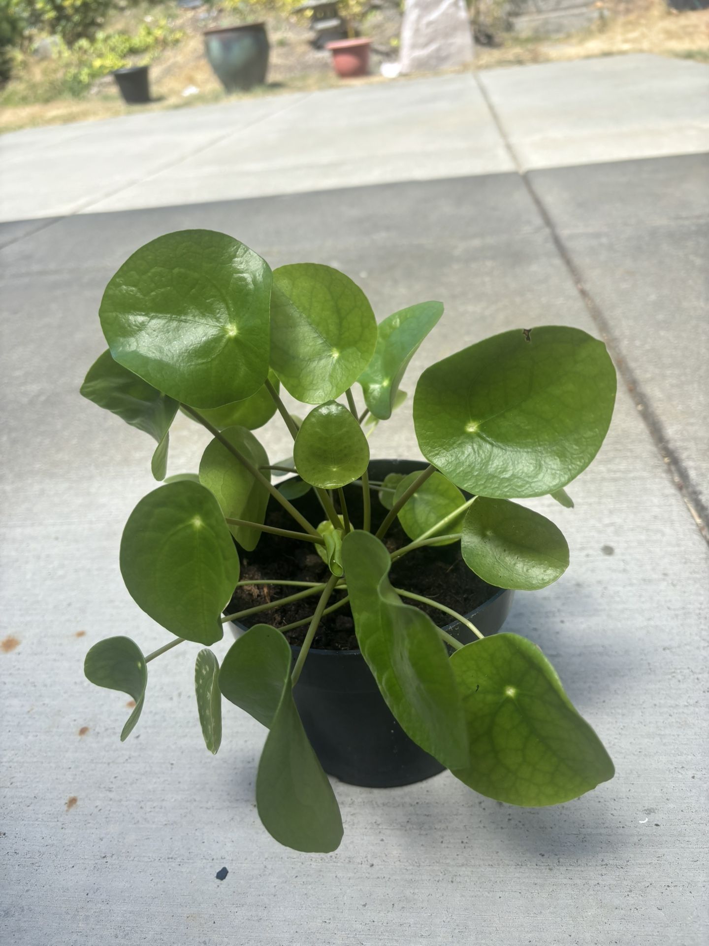 Chinese Money Plant (Pilea) -12$
