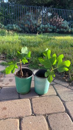 Turkish fig plant