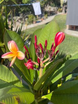 Big plumeria