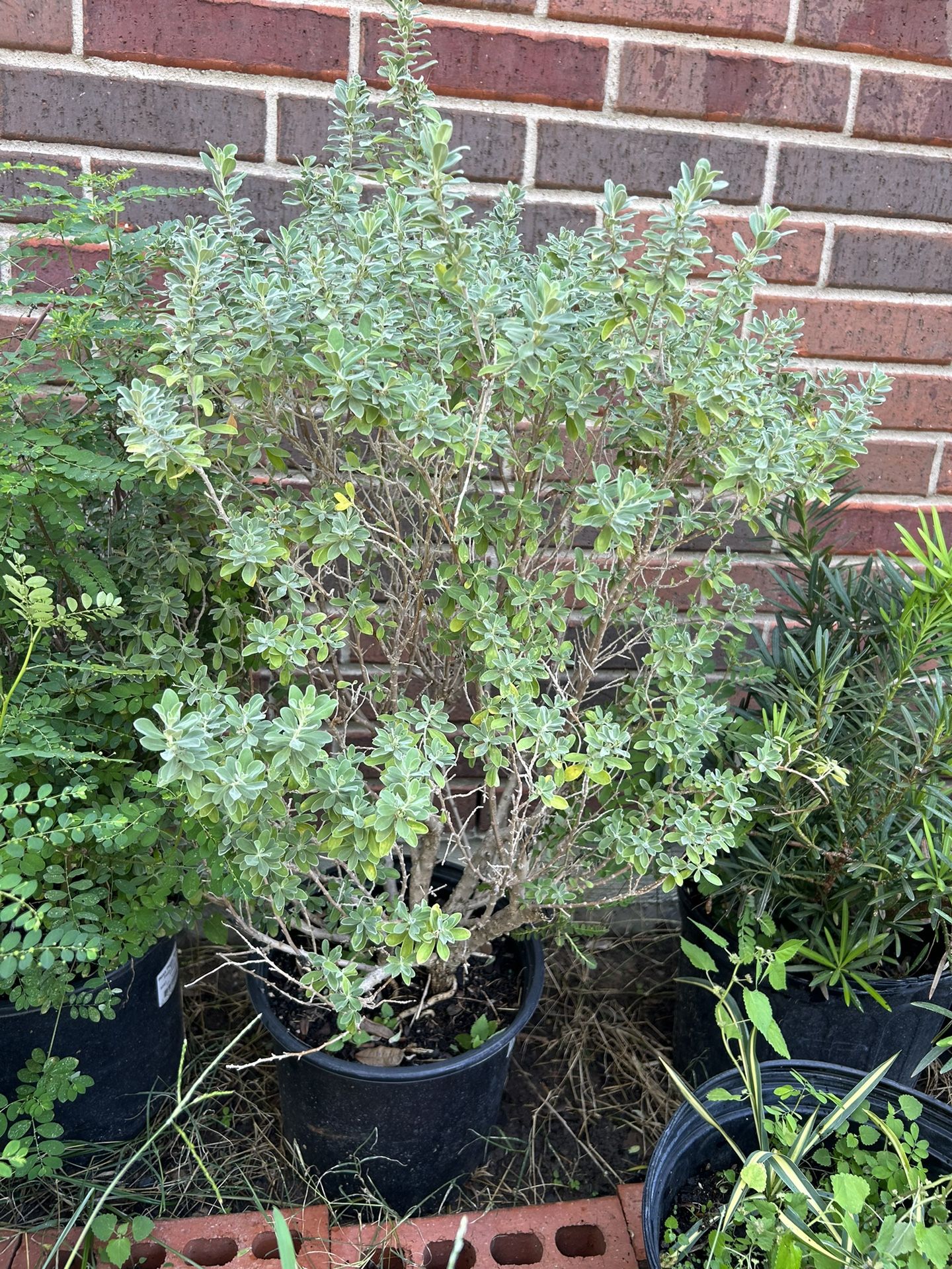 Texas Sage Landscape Plant
