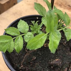 1 Elderberry Plant - 4 inch pot 