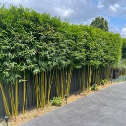 Gracilis Bamboo ~ Premier Clumping Bamboo for Privacy