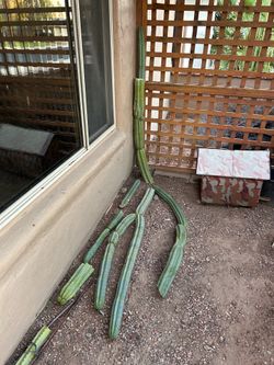 Trichocereus cactus cuttings