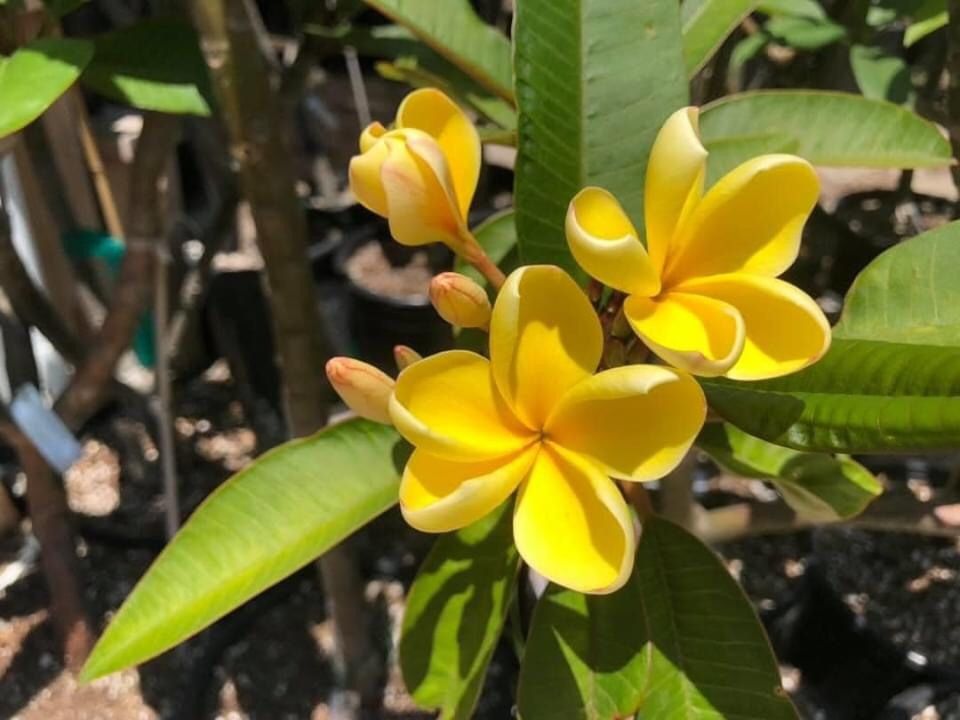 Plumerias