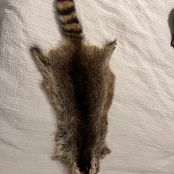 Raccoon Pelt