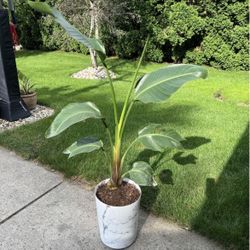 White Bird Of Paradise In Tall Marble Planter