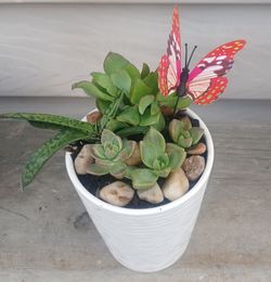 Succulent Mix Pot 🪴