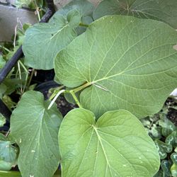 Hoja Santa