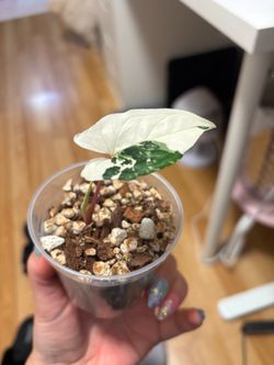 Syngonium Albo