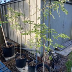 Moringa Trees