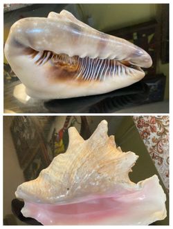 Large Sea Shells $10 each