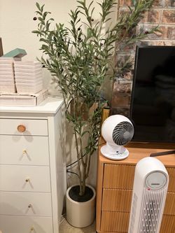 Olive tree brand new 7ft tall
