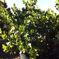 CLUSIA PLANT IN 25 GALLONS ABOUT 7' FEET TALL 