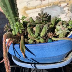 Ceramic Planter $ Plants. 
