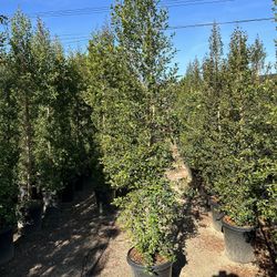 Eugenia Privacy Hedge