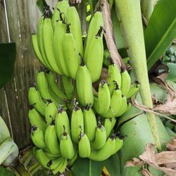 Sweet Banana Plants